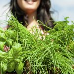 Gardening in summer – woman with herbs