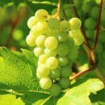 grapes-276070_960_720