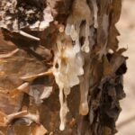 Close-up of a frankincense tree with white sap flowing