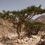 Frankincense tree hill in the middle of a dessert